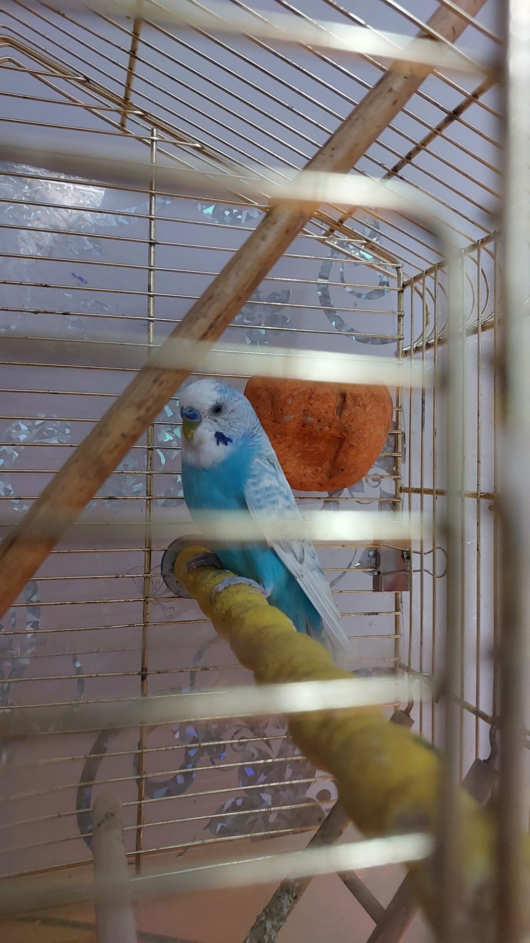 Волнистый попугай красавец самец