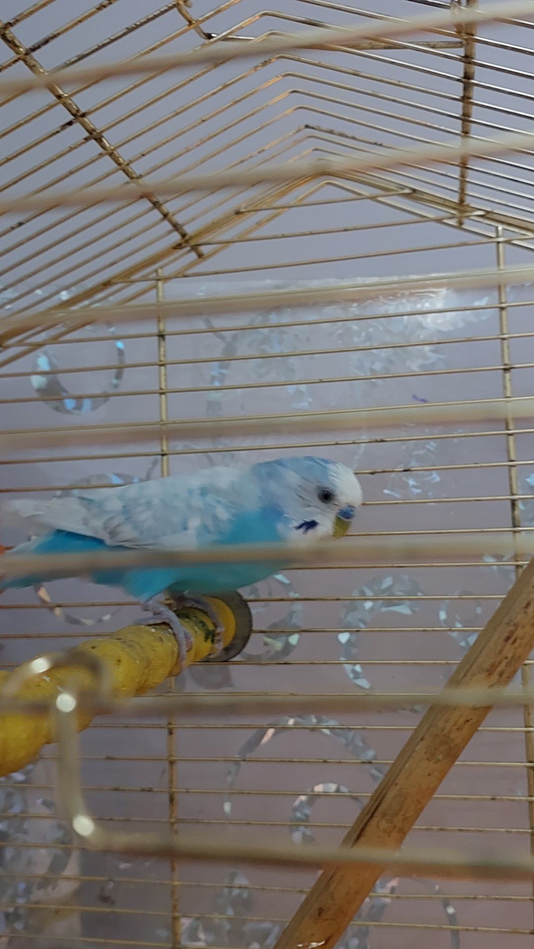 Волнистый попугай красавец самец