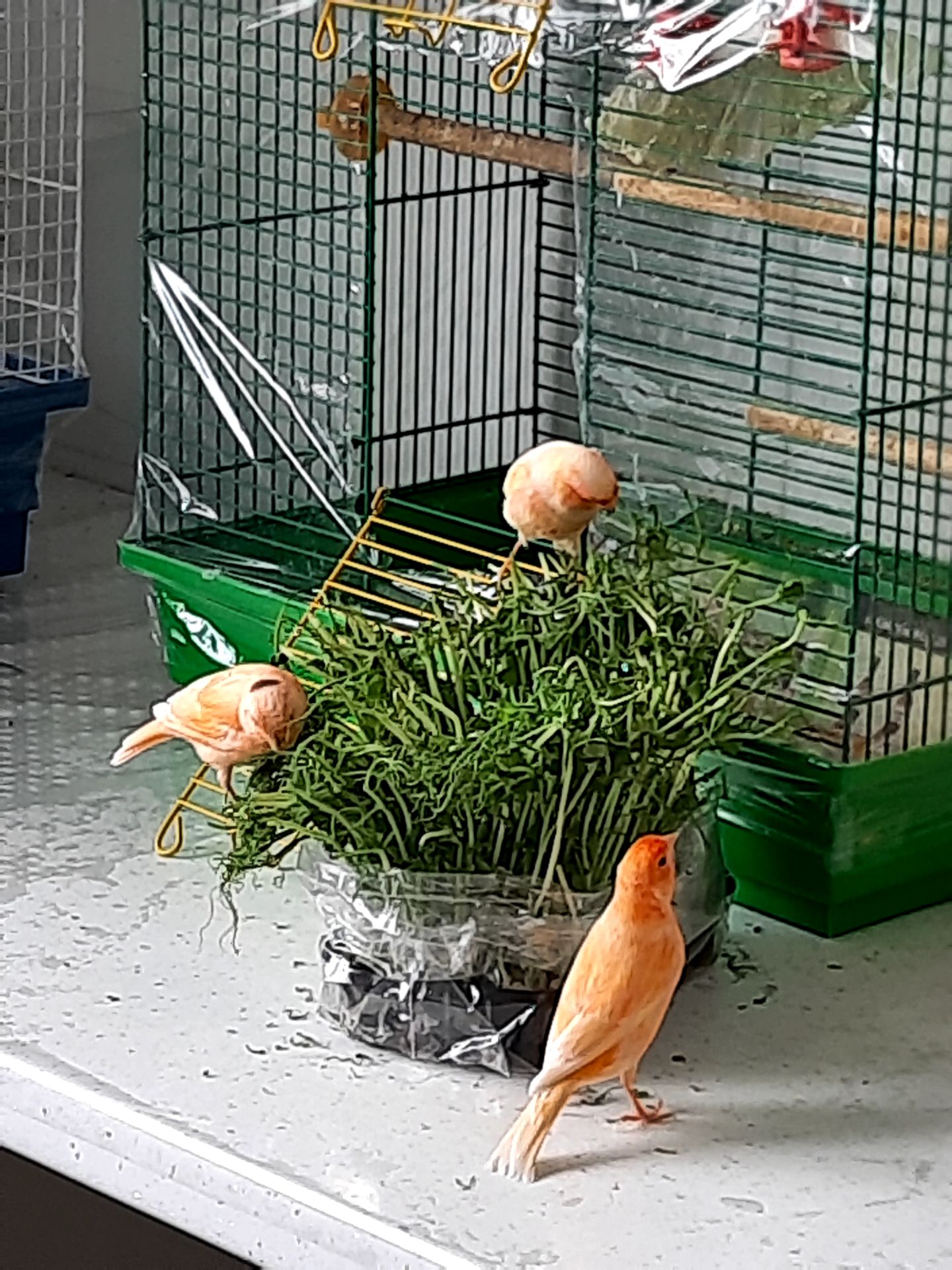 Кенар самець, канарка