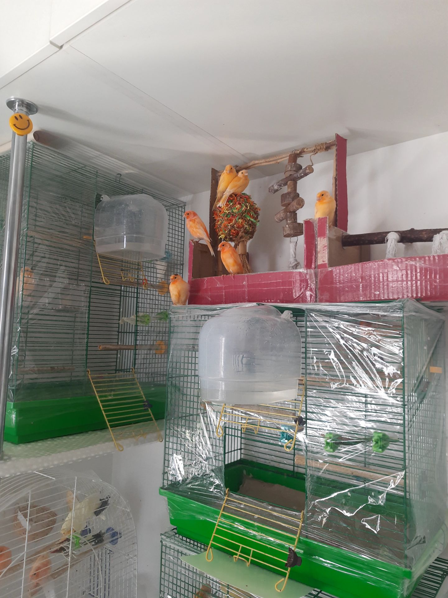 Кенар самець, канарка