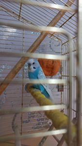 Волнистый попугай красавец самец