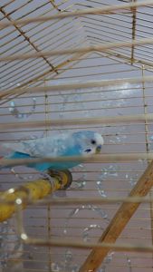 Волнистый попугай красавец самец