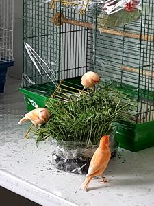 Кенар самець, канарка