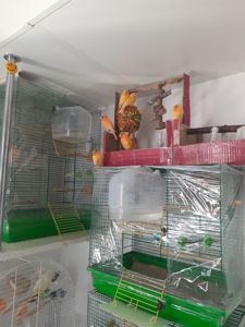 Кенар самець, канарка