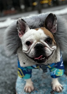 Отдам в очень хорошие и заботливые руки