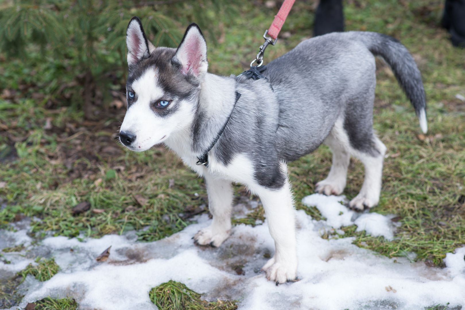 Шторм шукає родину