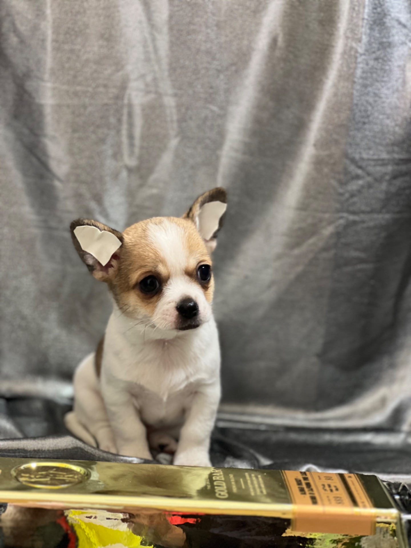 Продаються міні чіхуахуа