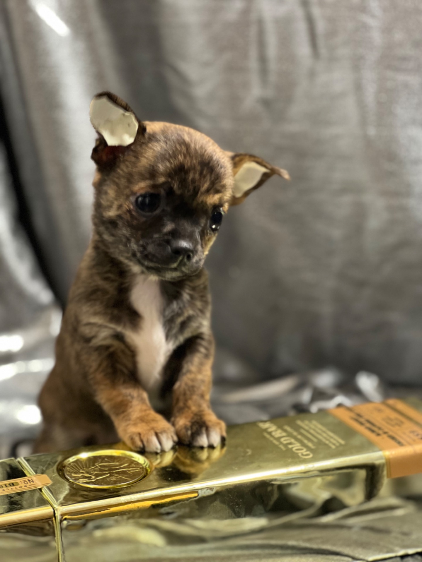 Продаються міні чіхуахуа