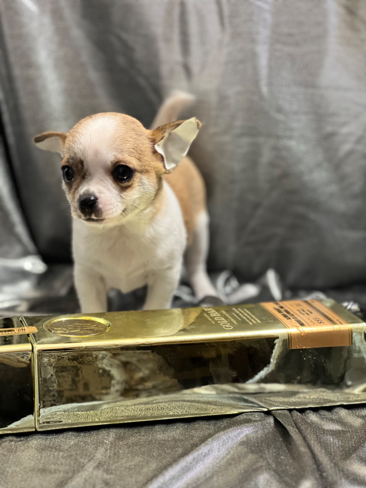 Продаються міні чіхуахуа