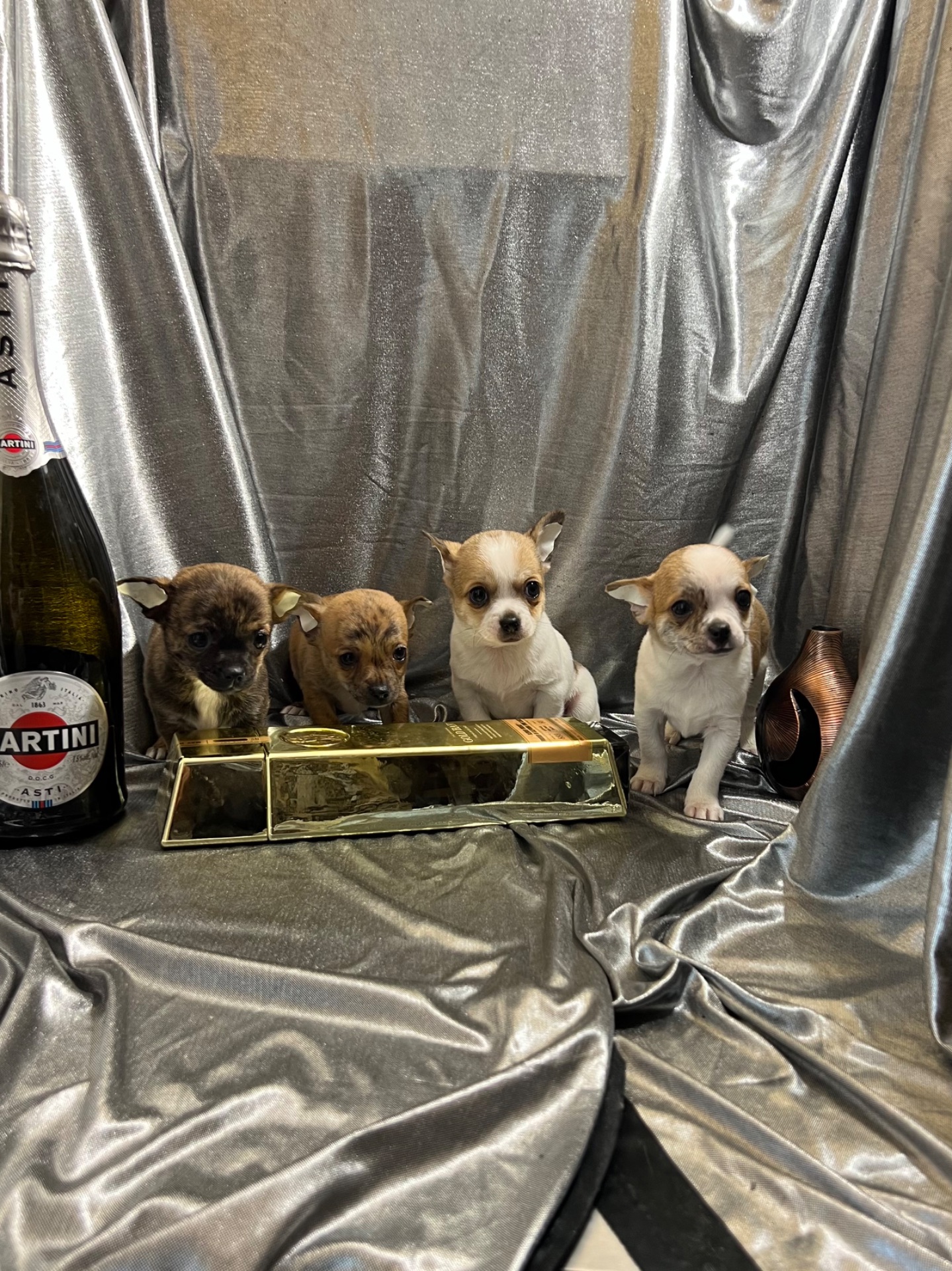 Продаються міні чіхуахуа