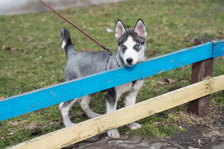 Шторм шукає родину