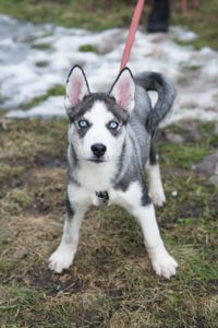 Шторм шукає родину