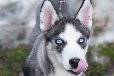 Шторм шукає родину