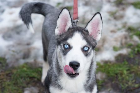 Шторм шукає родину