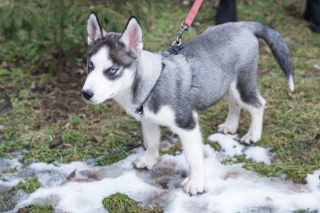 Шторм шукає родину