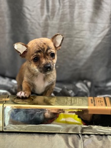 Продаються міні чіхуахуа