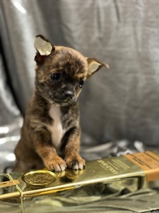 Продаються міні чіхуахуа