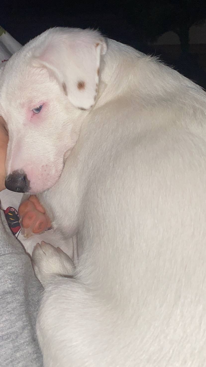 Срочно, продам щенка