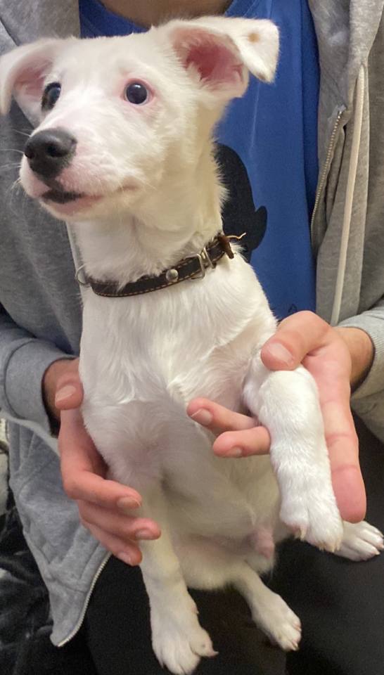 Срочно, продам щенка