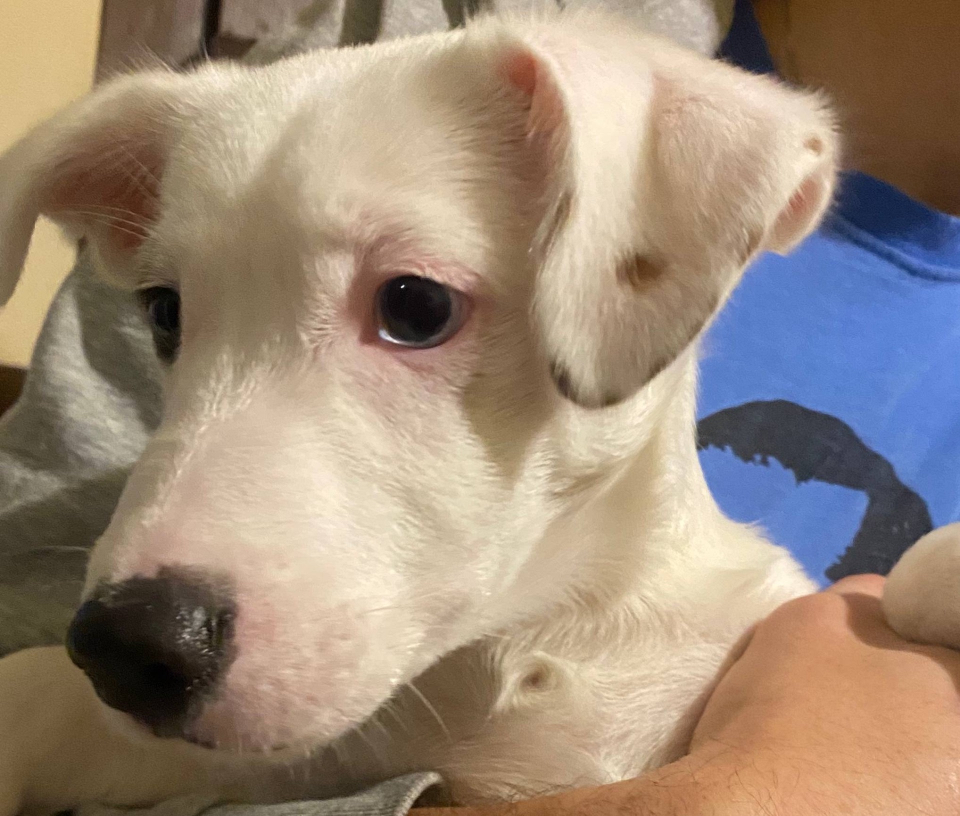 Срочно, продам щенка