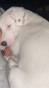 Срочно, продам щенка