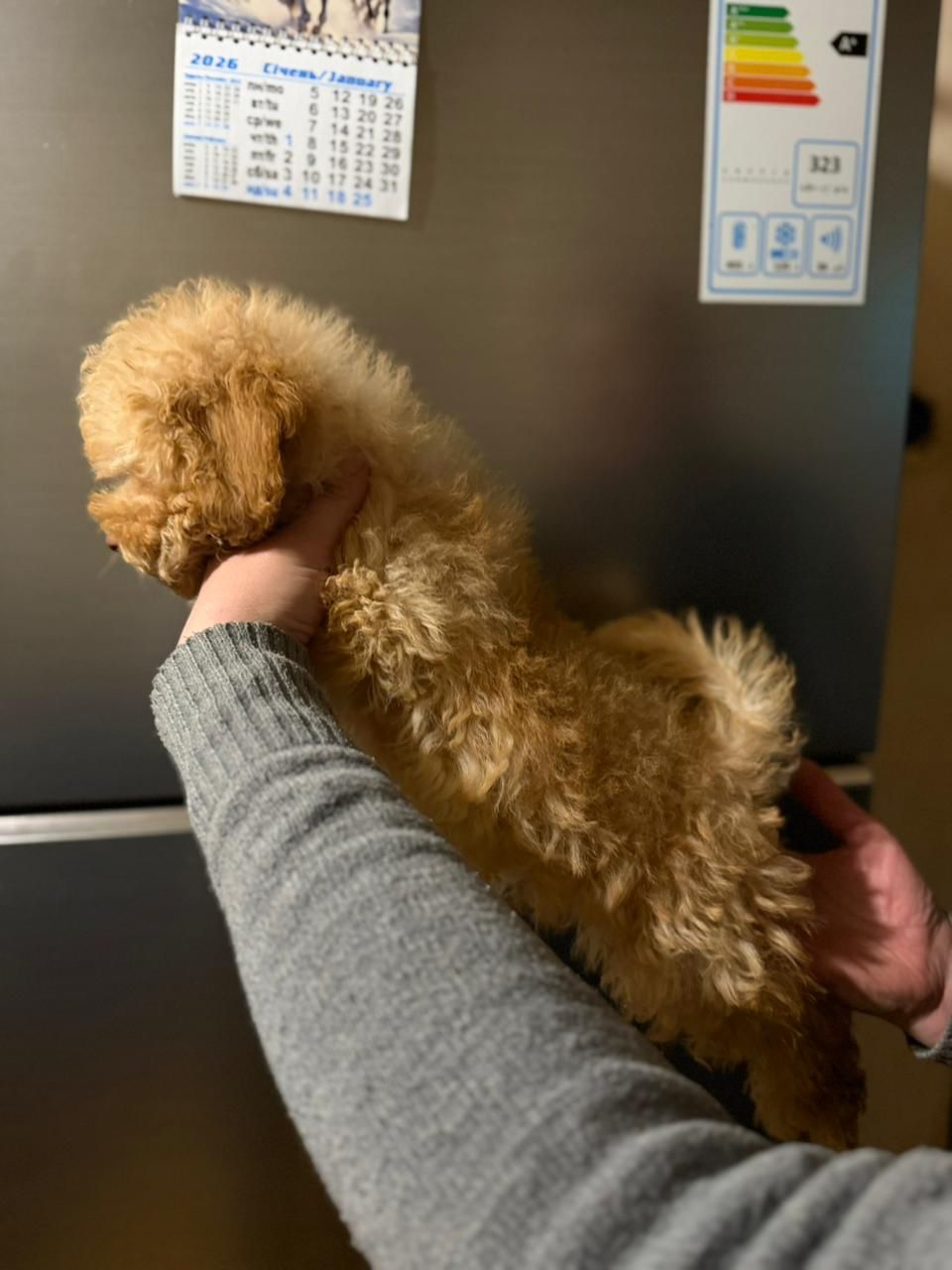 Продажа мальтипу мальчик