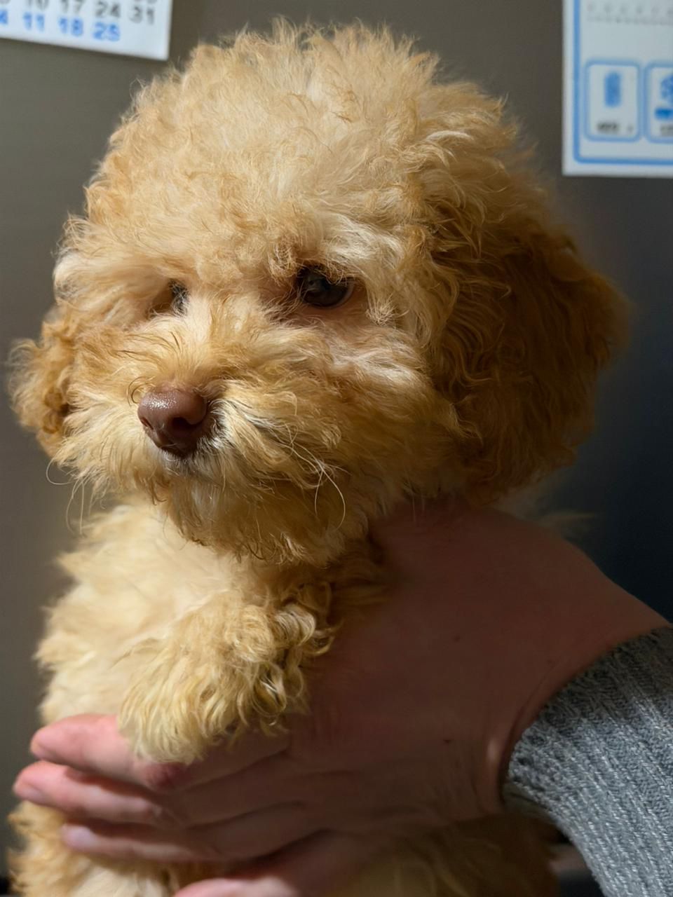 Продажа мальтипу мальчик