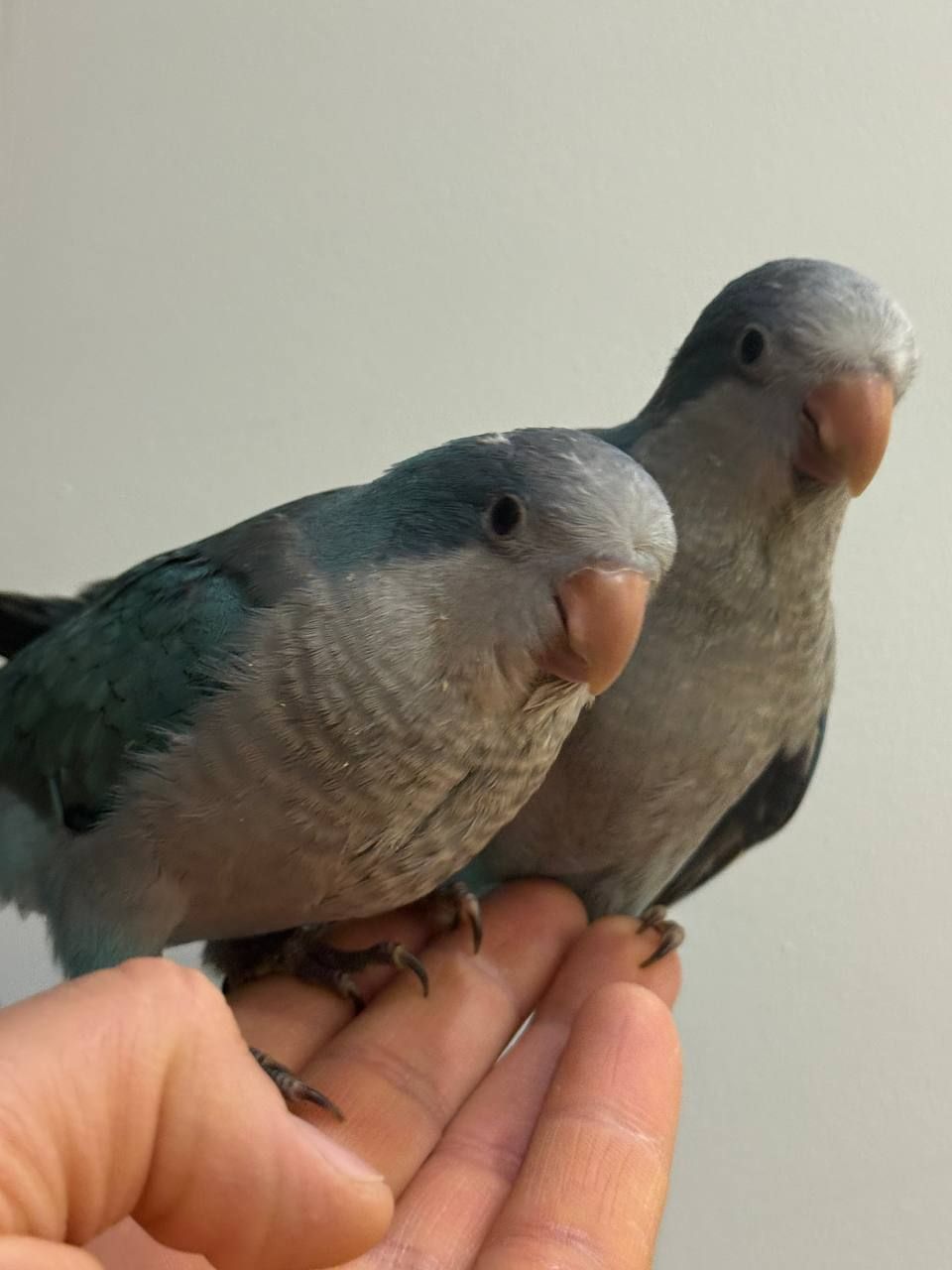 птешенята Монахи синього кольру Ручні