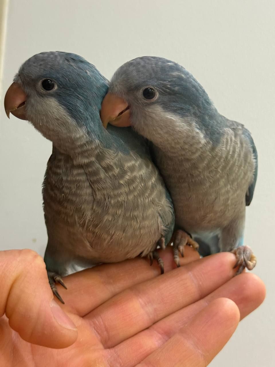 птешенята Монахи синього кольру Ручні