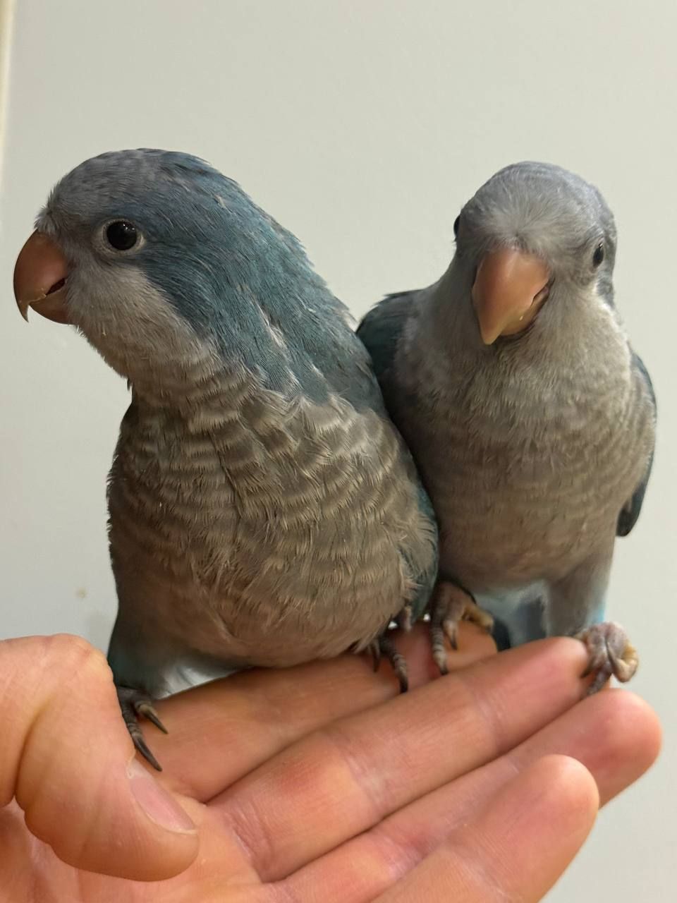 птешенята Монахи синього кольру Ручні