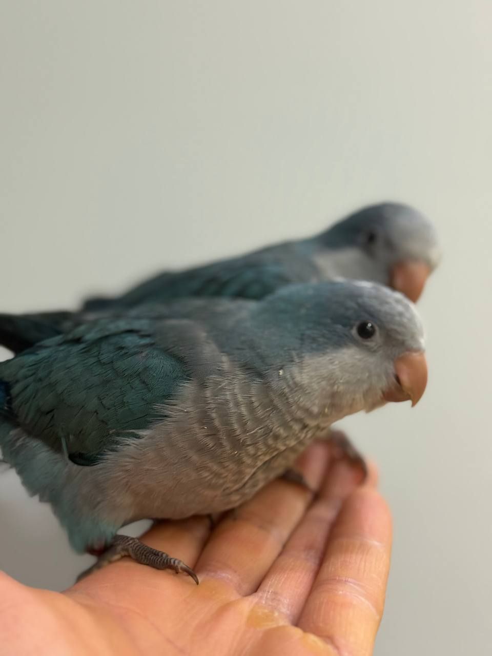 птешенята Монахи синього кольру Ручні