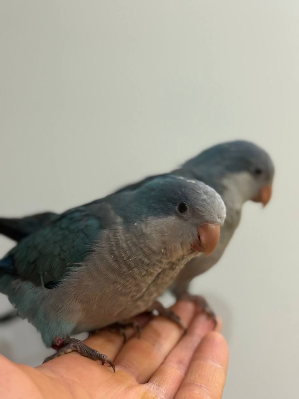 птешенята Монахи синього кольру Ручні