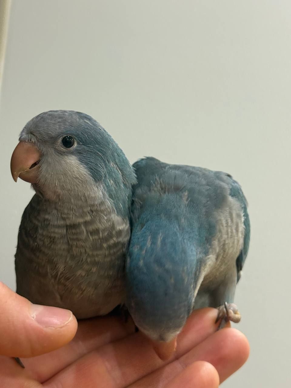 птешенята Монахи синього кольру Ручні