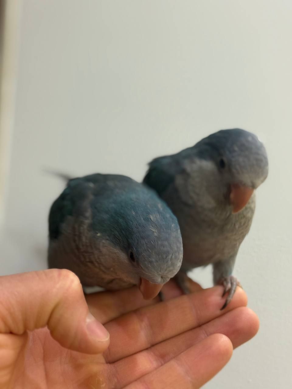 птешенята Монахи синього кольру Ручні