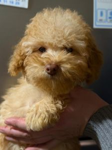 Продажа мальтипу мальчик