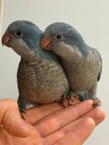 птешенята Монахи синього кольру Ручні