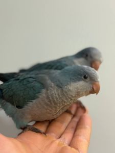 птешенята Монахи синього кольру Ручні