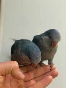 птешенята Монахи синього кольру Ручні