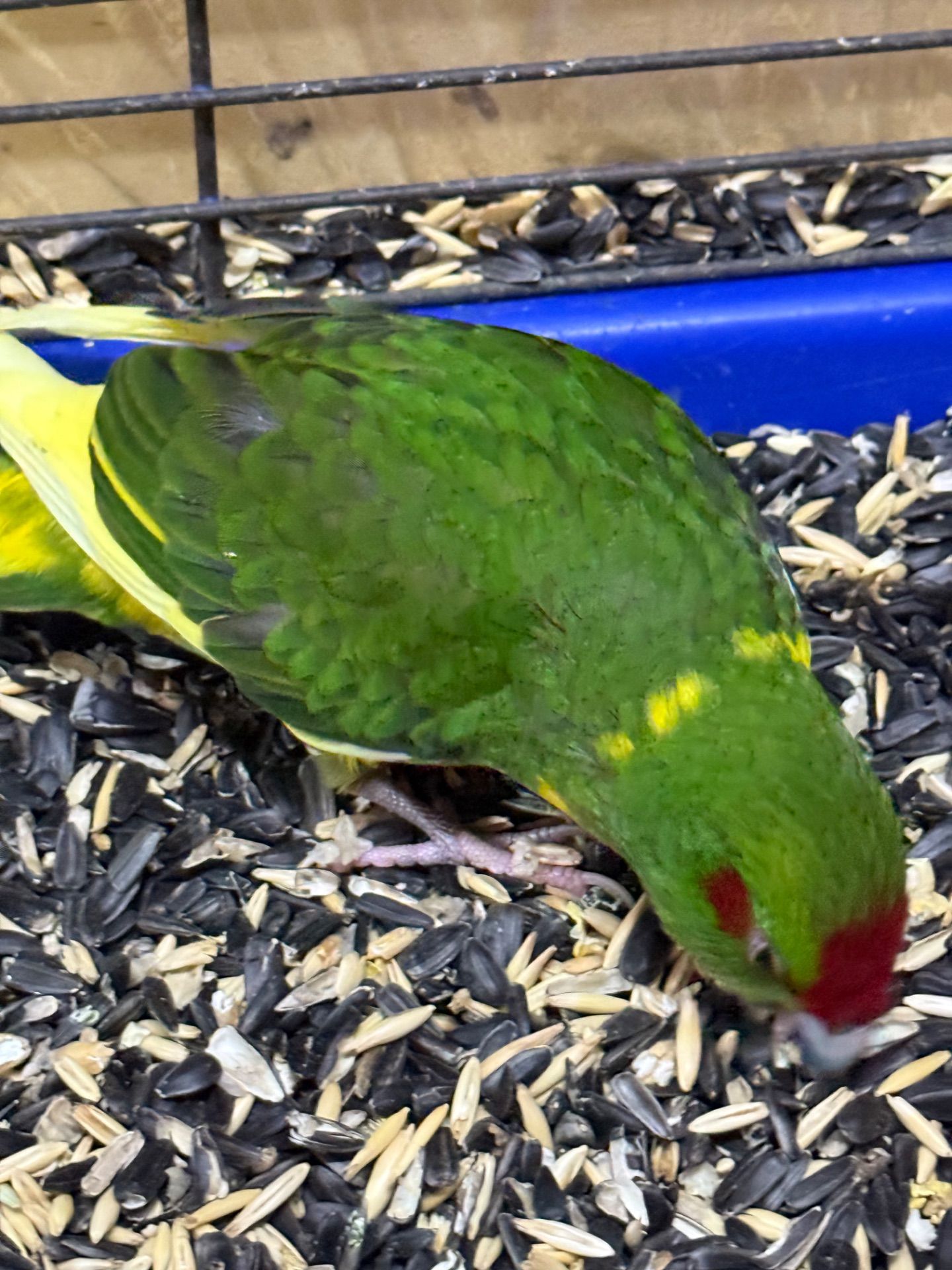 Какарік папуги молоді пташенята