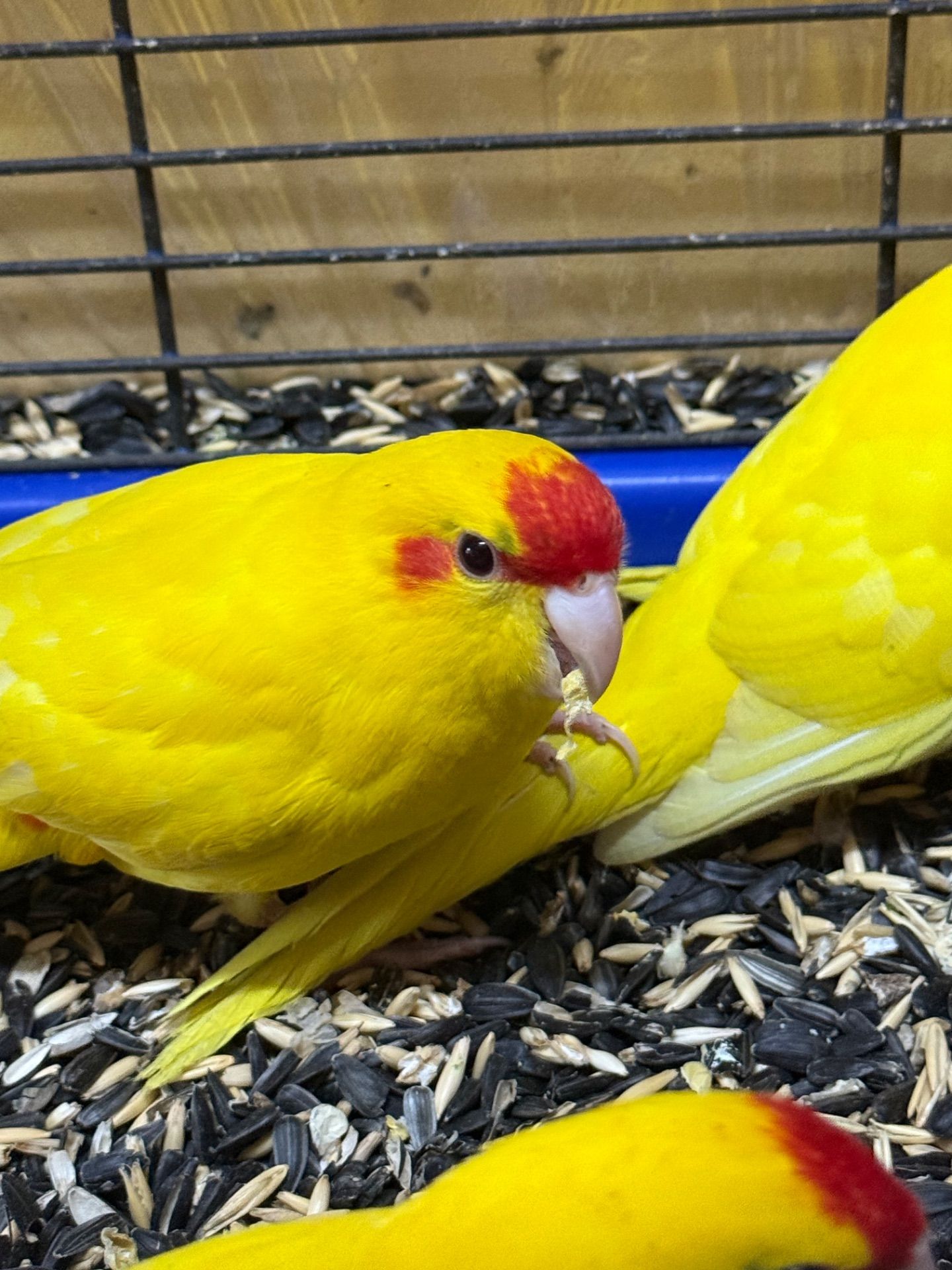 Какарік папуги молоді пташенята