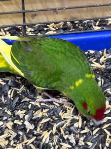 Какарік папуги молоді пташенята