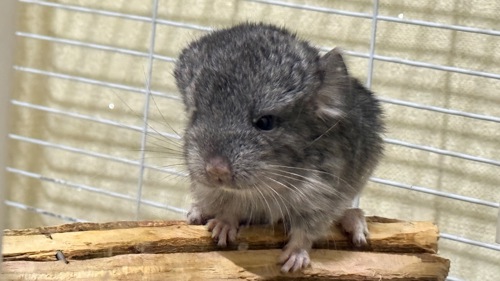 Ангорська шиншилла(стандарт)