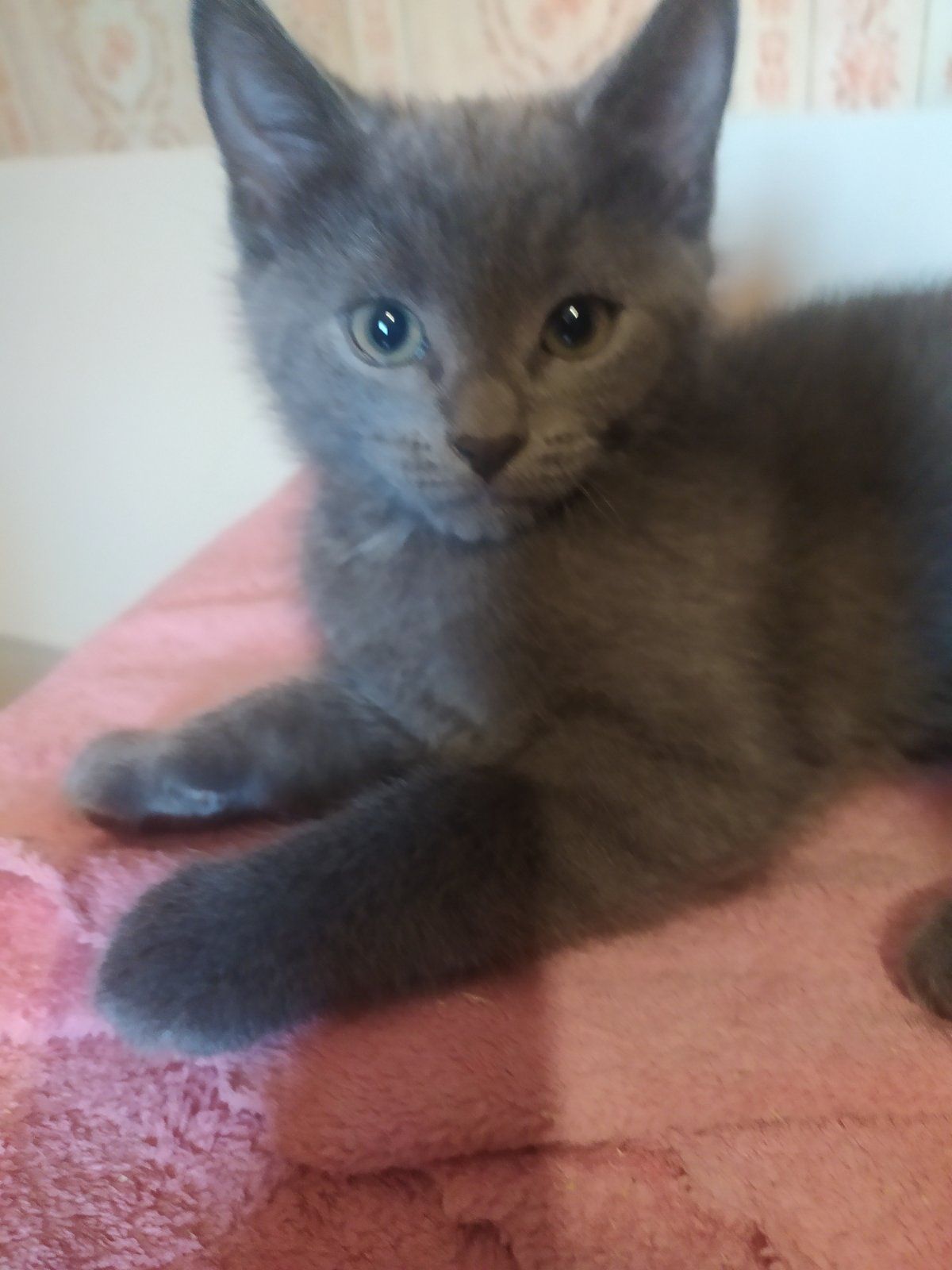 Продам Котят Киев Оболонь