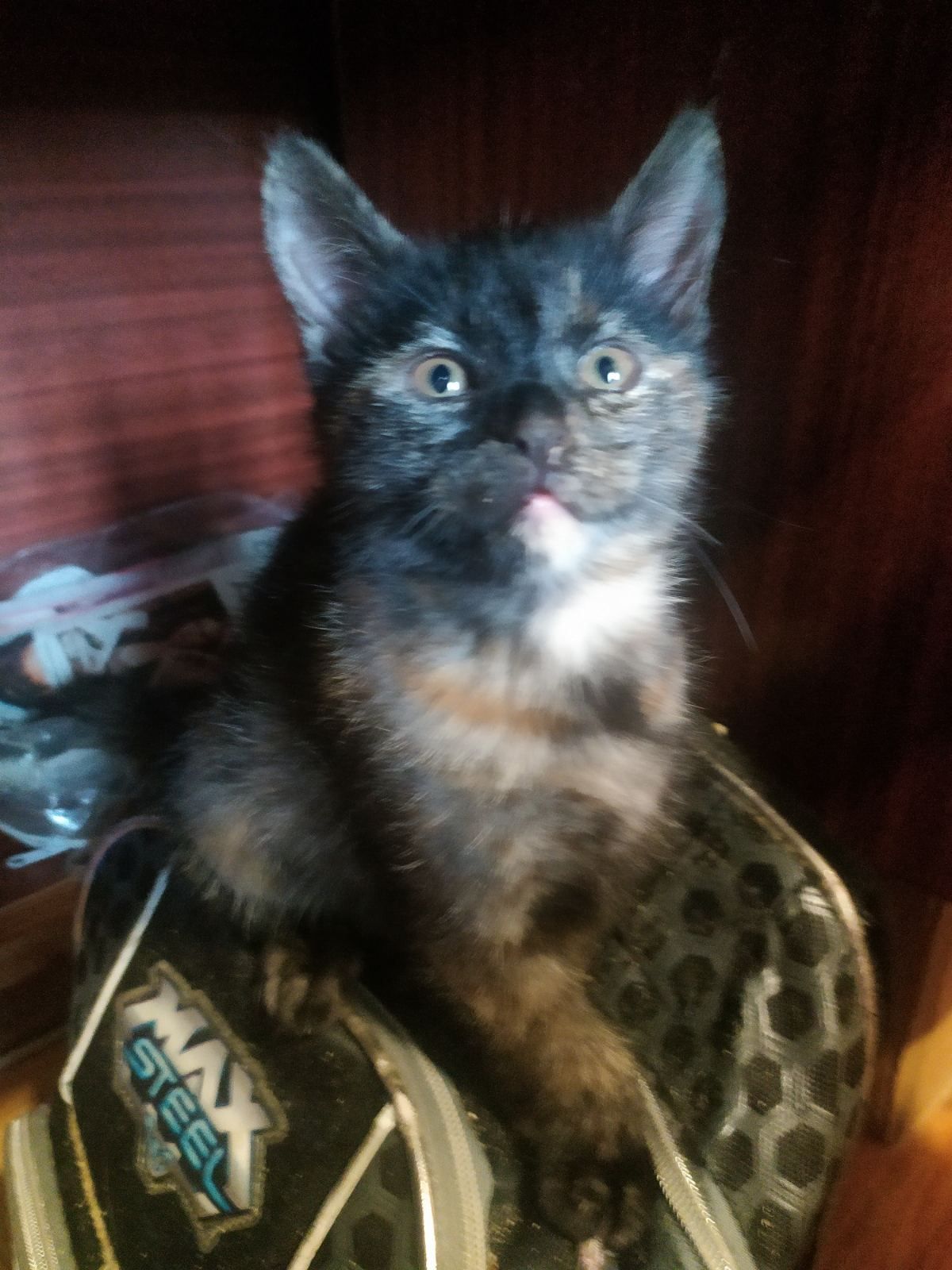 Продам Котят Киев Оболонь