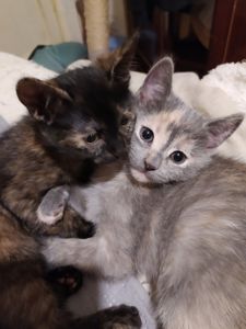 Продам Котят Киев Оболонь