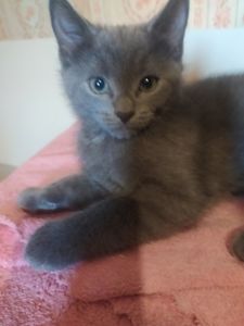 Продам Котят Киев Оболонь