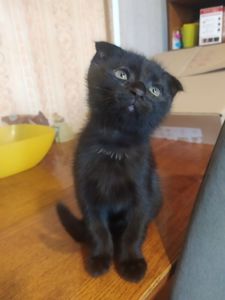 Продам Котят Киев Оболонь