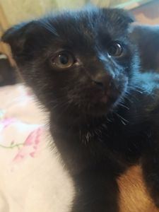 Продам Котят Киев Оболонь