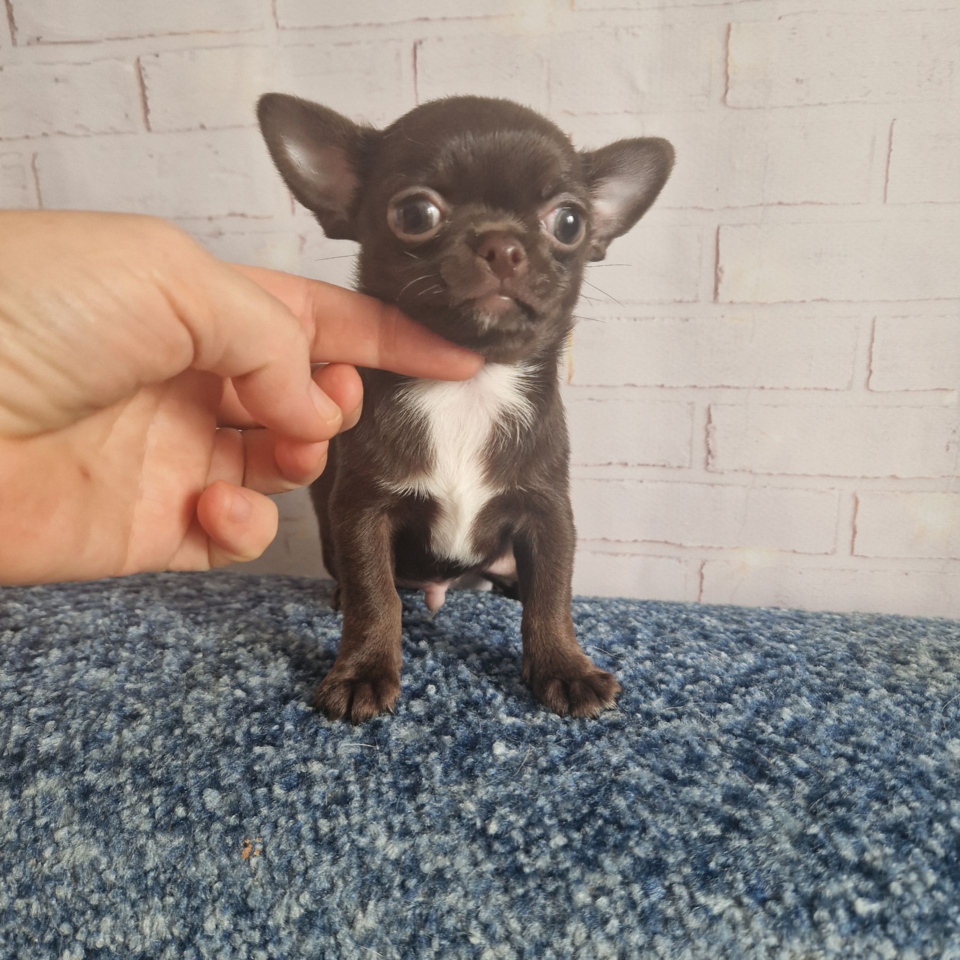 Неймовірні чіхуахуа