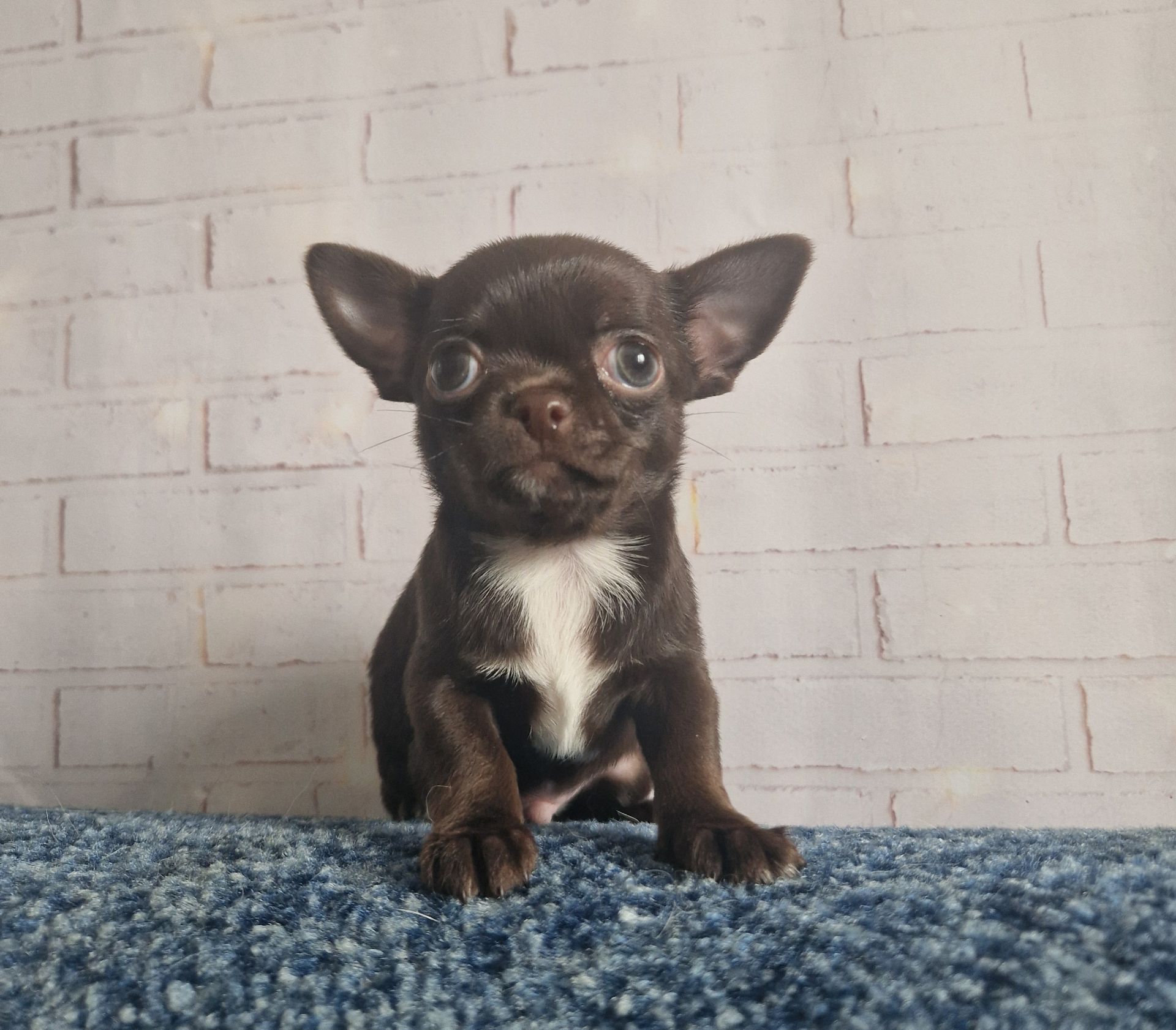 Неймовірні чіхуахуа